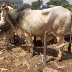 whatsapp image 2025 07 10 at 2.41.34 pm