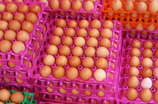 whatsapp image 2025 07 07 at 2.36.31 pm